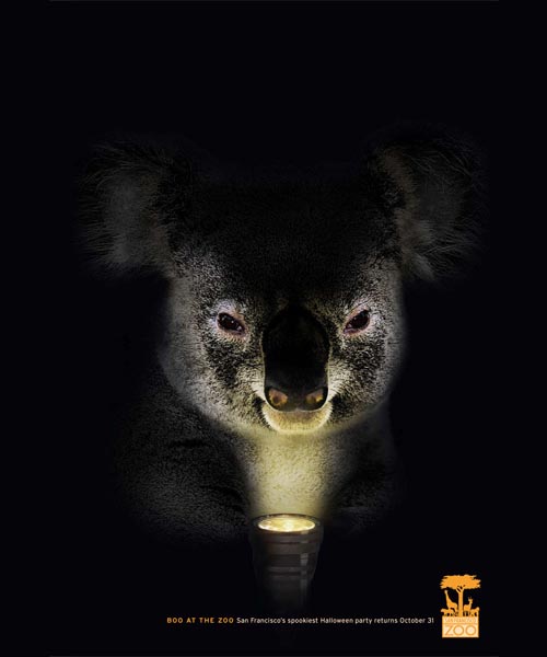 san-fransisco-zoo-koala
