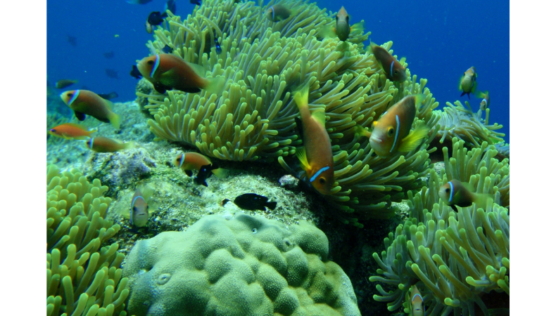 Coastruction tiene como objetivo salvar los arrecifes de coral con impresión 3D