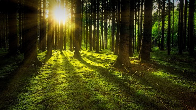 Lexmark makes green commitment with carbon neutral pledge