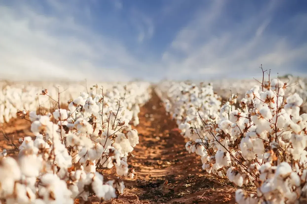 (1)-COTTON-FOR-DIGITAL-TEXTILE-PRINTING