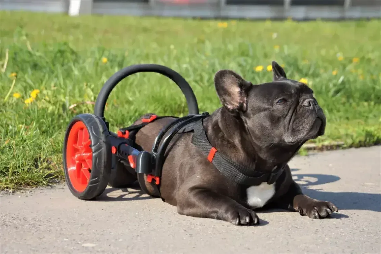 Dog-(1)
