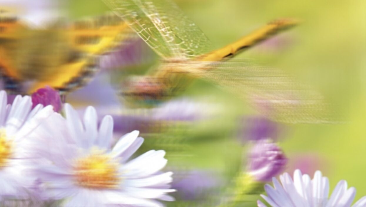 MainImage (3)
