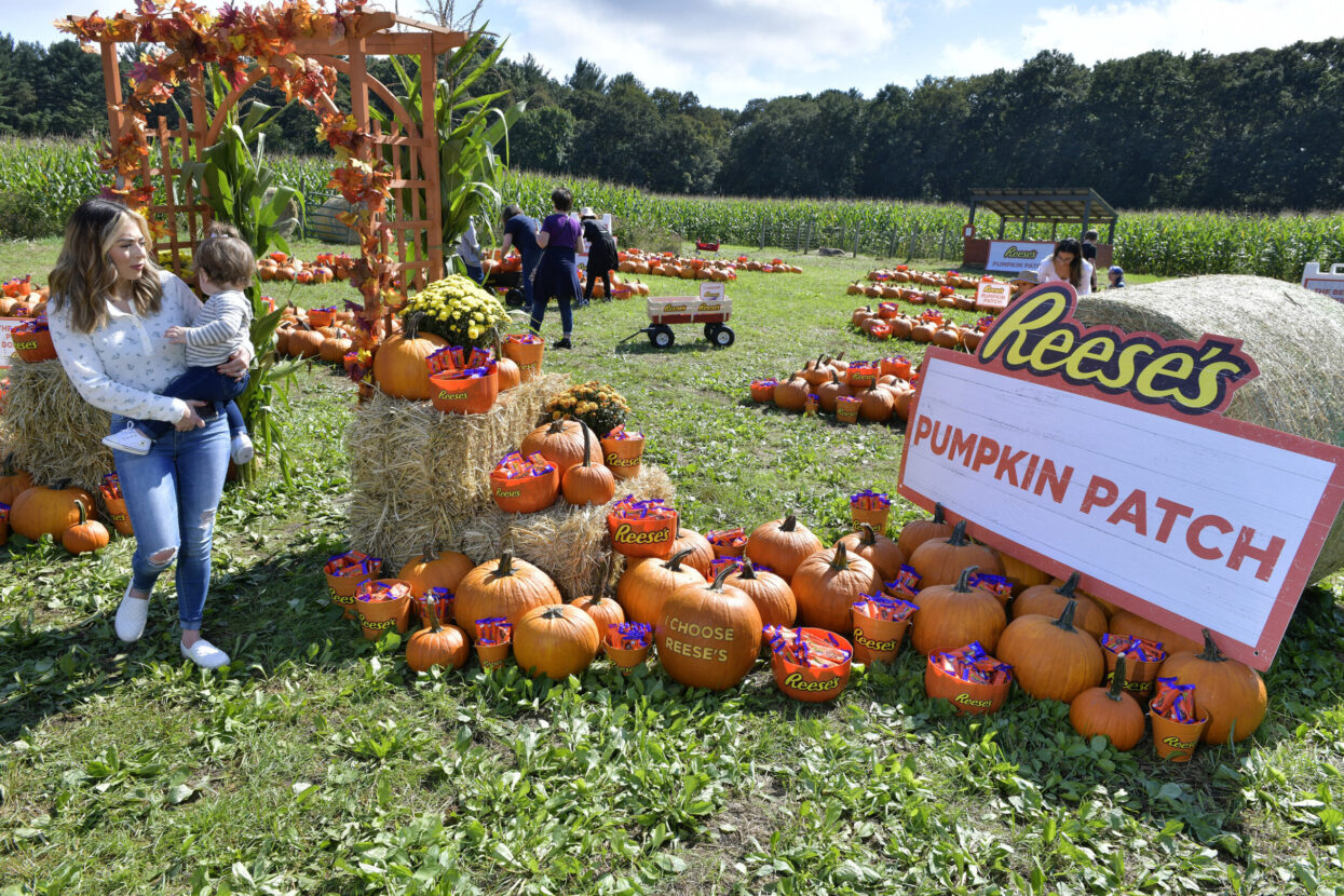 Reeses Pumpkin Patch