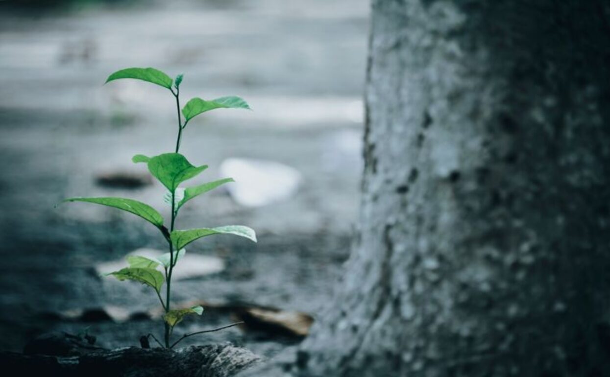 green-leaf-plant-beside-tree-1645226 (1)